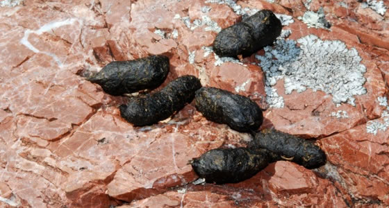 Brush-tailed Rock-wallaby scats - Photo: Katherine Tuft