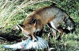 Feral fox - photo: J Cooper - DECCW