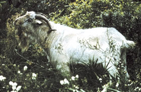 Feral goat - photo: DECCW Feral goat - photo: DECCW