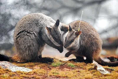 Two Brush-tailed Rock-wallabies greeting