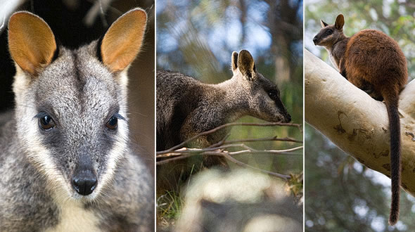 Brush-tailed Rock-wallabies