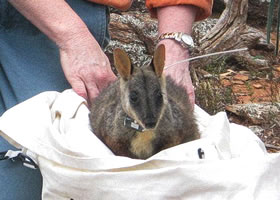 Wallaby release at Warrumbungle National Park Wallaby release at Warrumbungle National Park