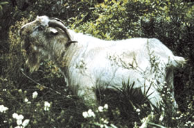 Feral goat - photo: DECCW