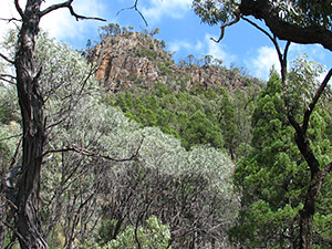 Brush-tailed Rock-wallaby habitat