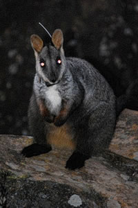 Wallaby